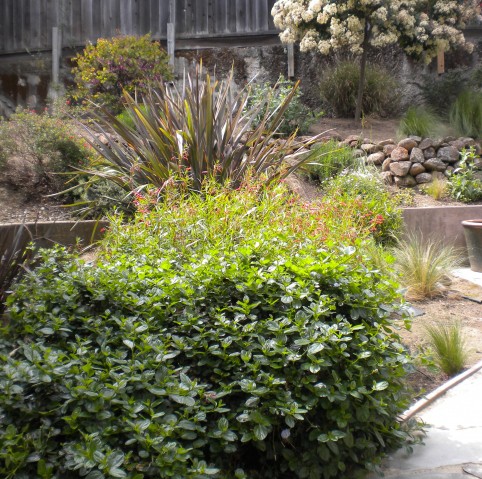 Lush green shrubs and flowering bushes in a landscaped backyard garden.